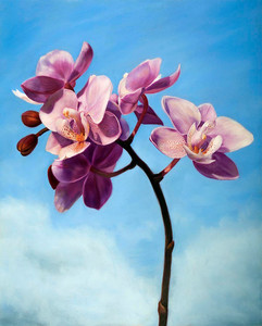 Orchid Sky