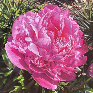 Pink Peony