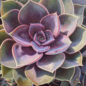 Succulent