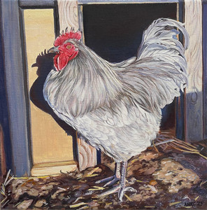 Lavender Orpington Rooster