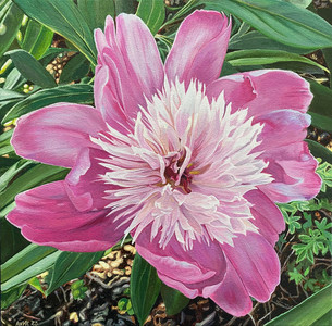 Bowl of Beauty Peony