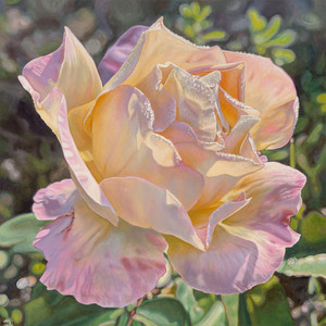 Prairie Rose