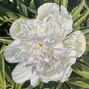 Alba Plena Peony