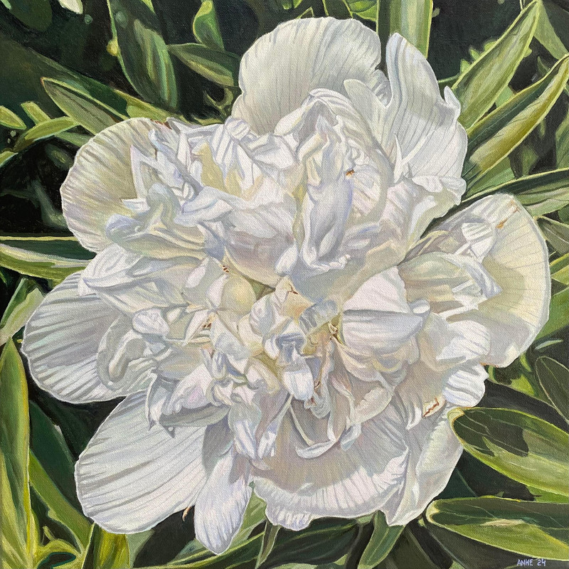 Alba Plena Peony