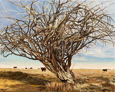 Old Willow, Rockyview County