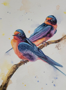 Barn Swallows