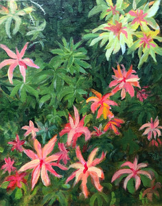 Pieris Japonica