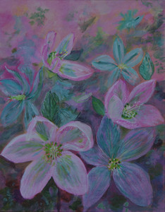 Hellebores