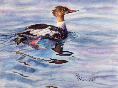 Merganser