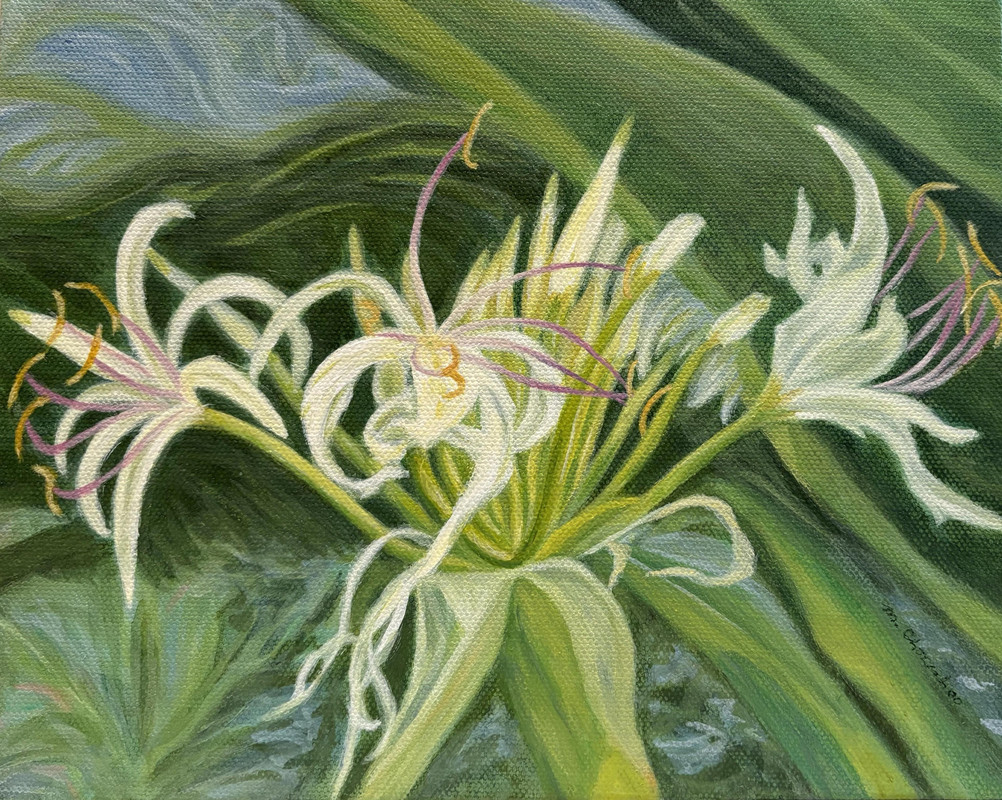 Crinum Asiaticum (Spider Lily)