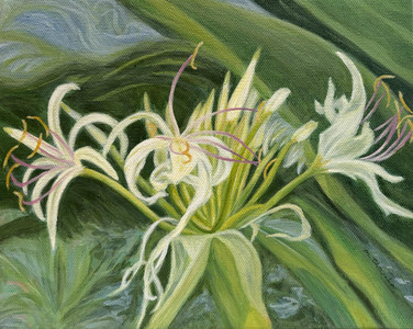 Crinum Asiaticum (Spider Lily)