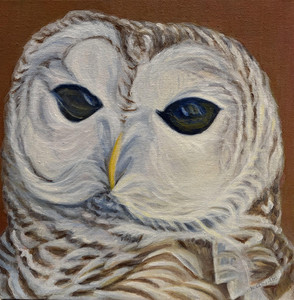 Barred Owl