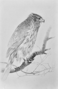 Cooper's Hawk