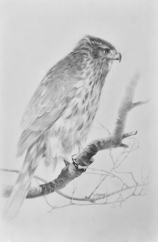Cooper's Hawk