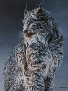 Canada Lynx in Repose on a Moonlit Winter Night