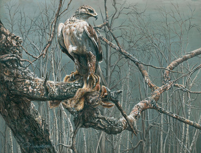 Ferruginous Hawk passing through a Carolinian Forest