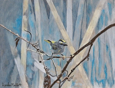 Golden-crowned, Kinglet!