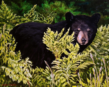 Algonquin, Black bear!