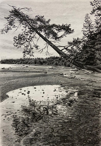 Leaning tree, Mt Doug beach