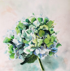 Green on blue hydrangea