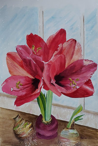 Amaryllis in window