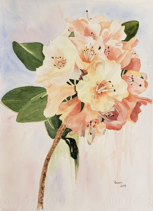 Creamy rhodo