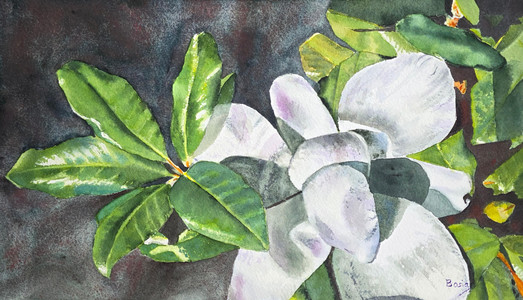 Magnolian leaves