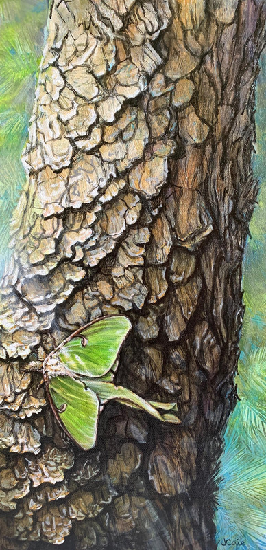 Life on Trees