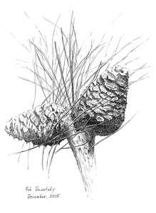 Pine Cones