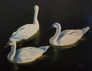 Secret Swans