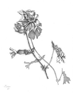 Thorned Grace: A Botanical Dance