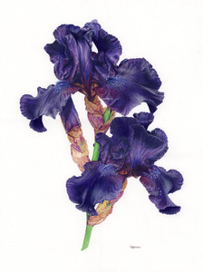 Iris germanica (Bearded Iris)