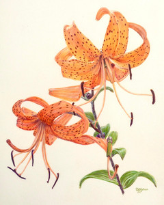 Lilium lancifolium (Tiger Lily)