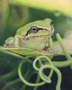 Pacific Tree Frog