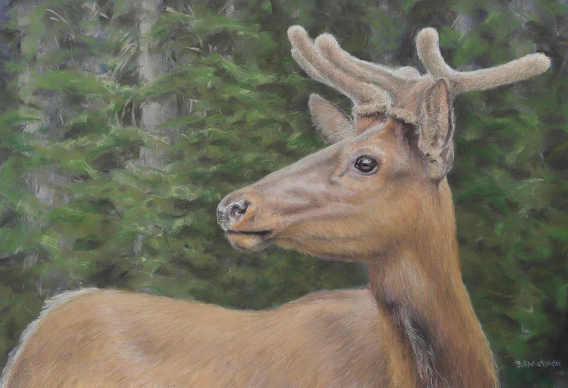 Rocky Mountain Elk