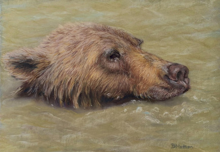 Kodiak Cool Down