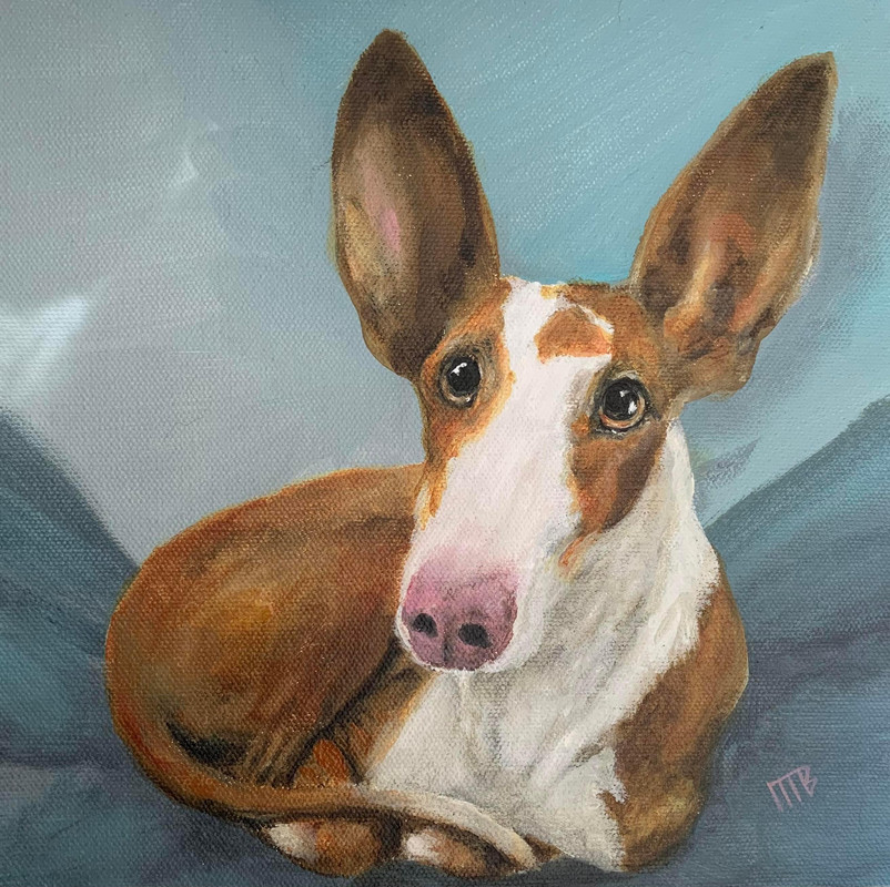 Podenco 2