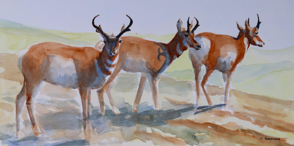 Alberta Antelope