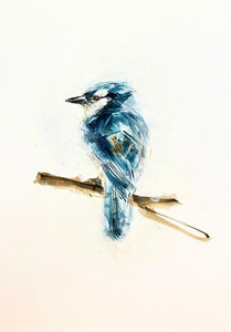 The Blue Jay that Brought Joy