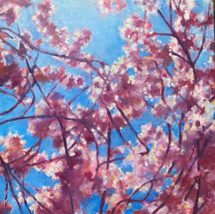 Cherry Blossom Season