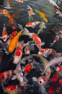 Koi #6