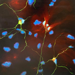 Cellular Contacts