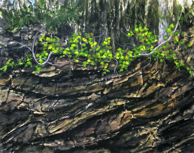 Rock Maple