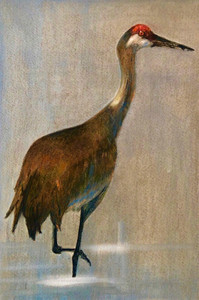 Sandhill Crane