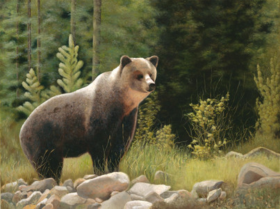 Rocky Mountain Grizzly