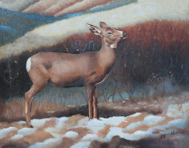 Mule Deer