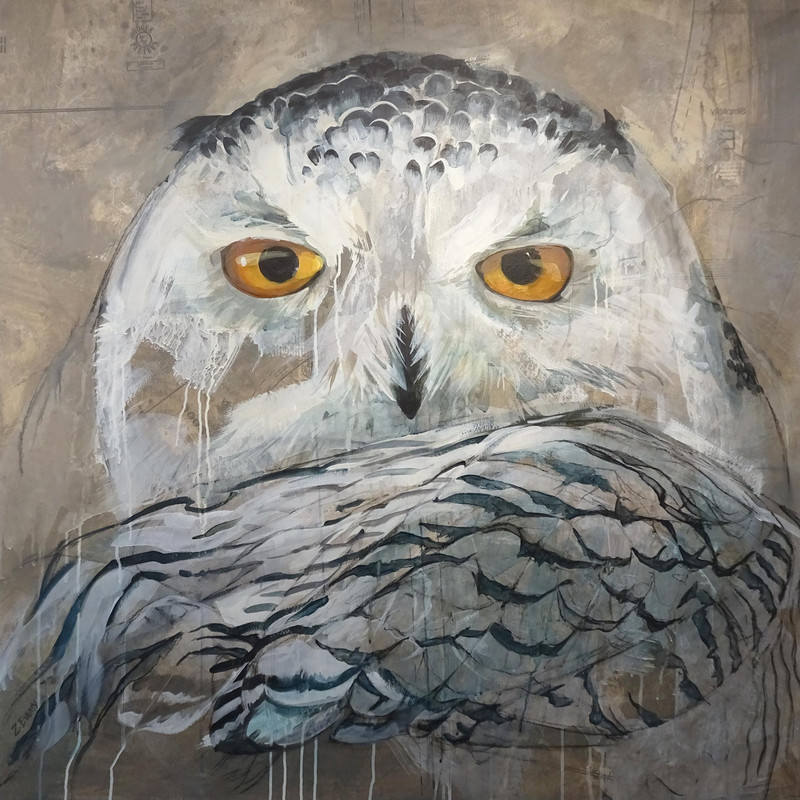 BLANCHE - Portrait of a Snowy Owl