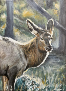 Jasper Elk Gazing at Me
