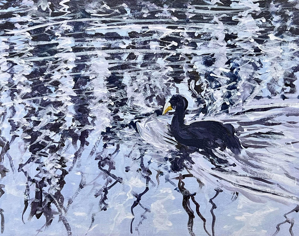 Coot