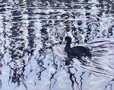 Coot